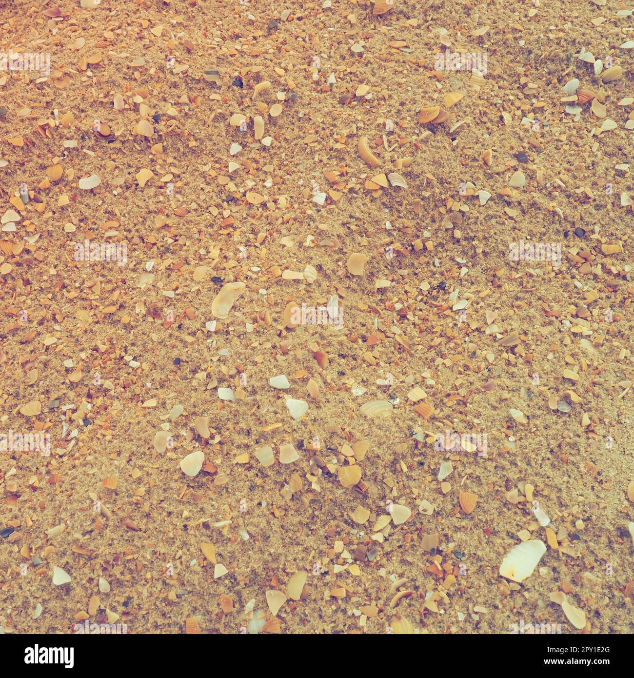 Sand mit Muschelhintergrund. Nasser grober Quarzsand. Kaputte Muscheln. Strand nach starkem Regen. Kieselgel. Zerkleinerter Quarzsand, naturbraun Stockfoto