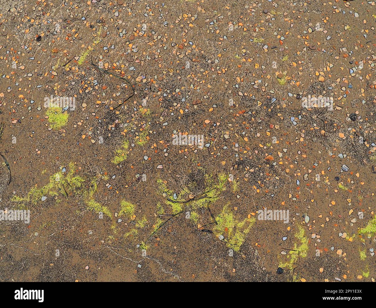 Hintergrund für Sand, Algen und Muscheln. Nasser grober Quarzsand. Strand nach starkem Regen. Naturbraunes Material nach einem Sturm. Lange grüne Algen sind Thr Stockfoto