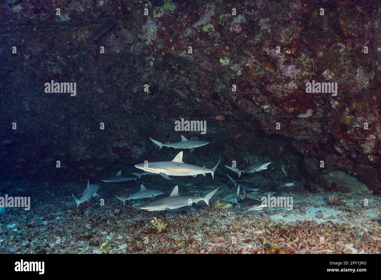 Junge graue Riffhaie, Carcharhinus amblyrhynchos, Unterwasserhöhlen, Hai hinten rechts öffnet das Maul für die Reinigung Stockfoto