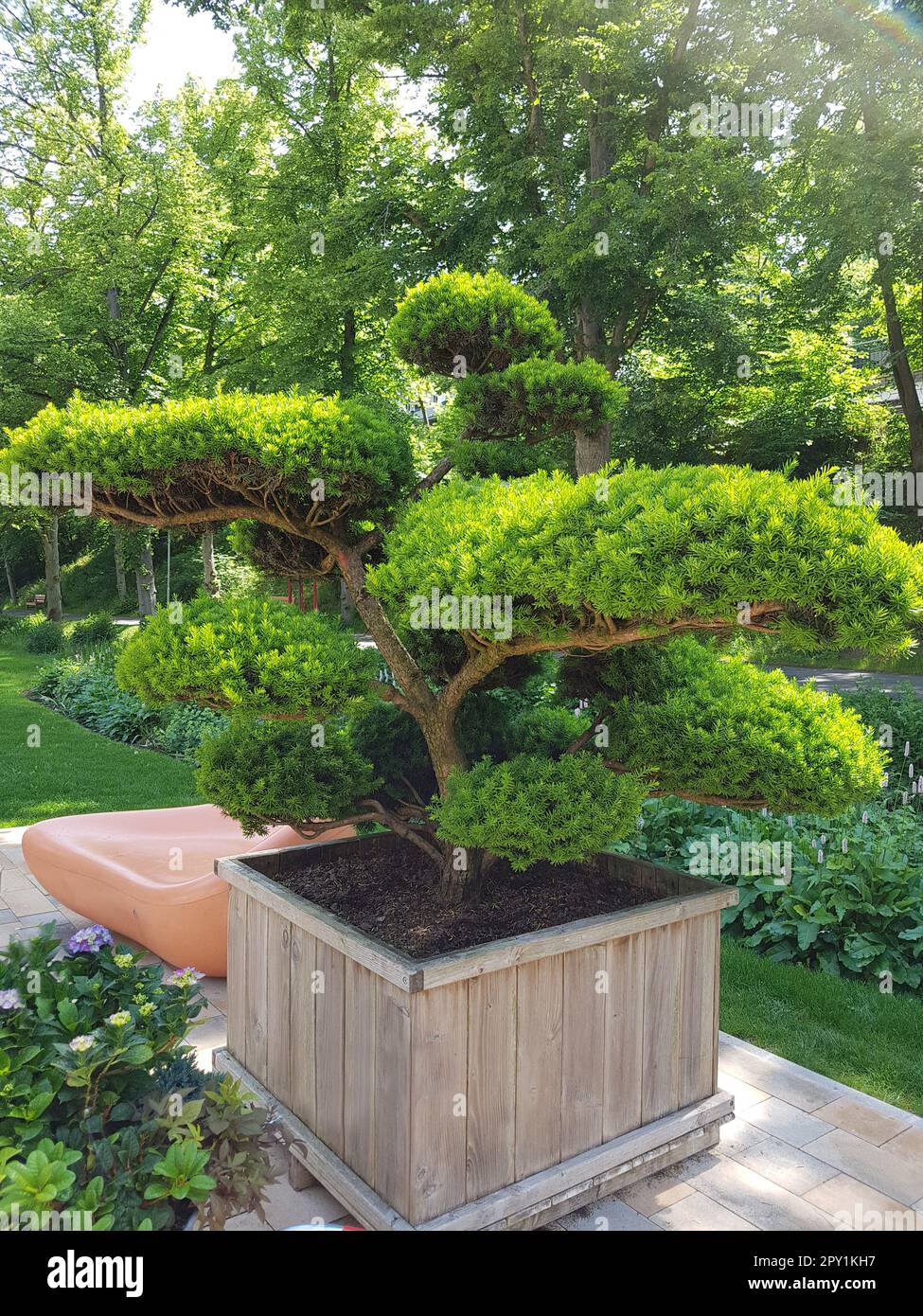 Eibe, Taxus baccata ist eine besonders gut geeignete Pflanze fr die  Heckenpflanzung und zum Formschnitt. Ja, Taxus baccata ist ein besonders  guter Typ Stockfotografie - Alamy