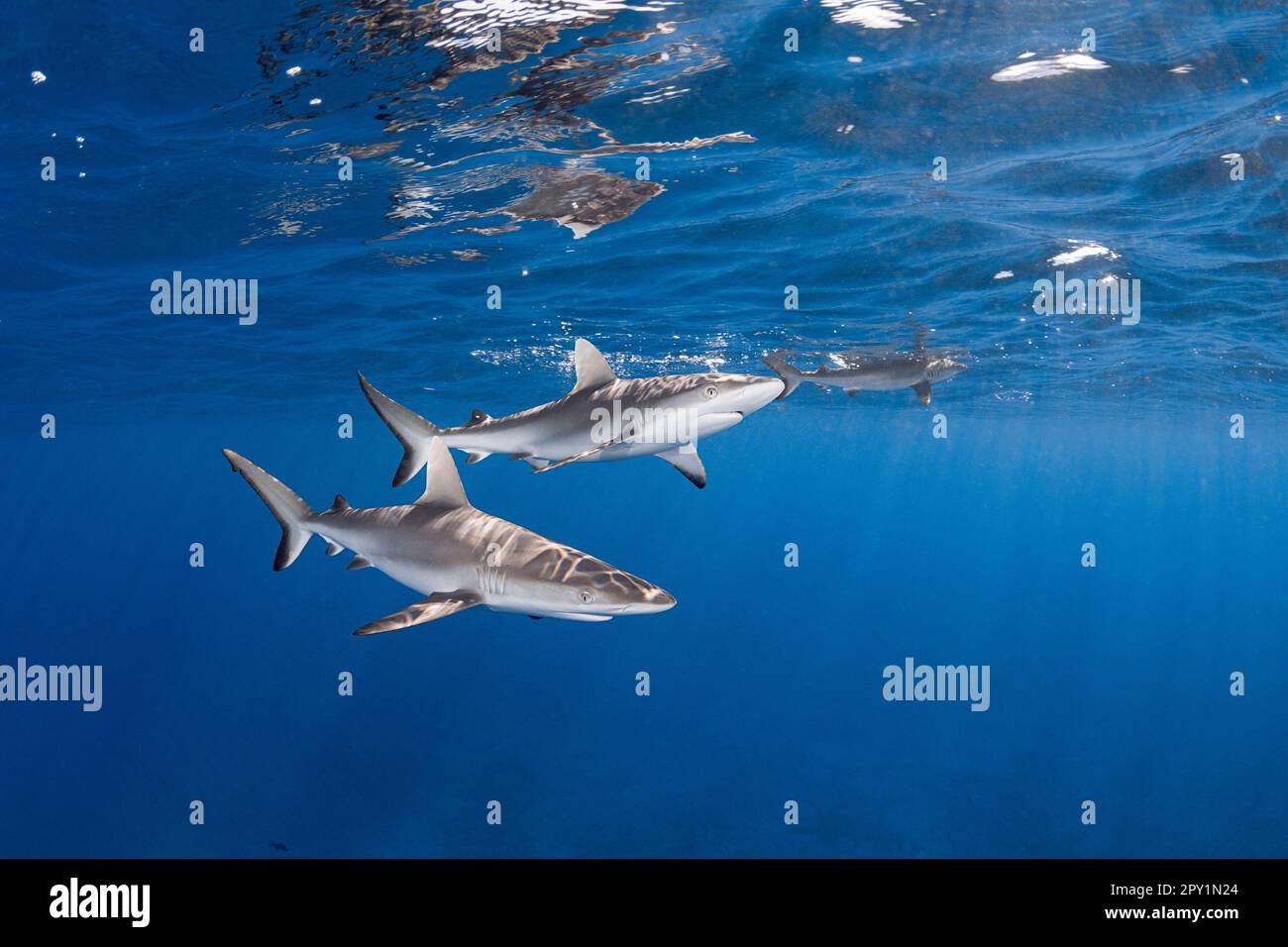 Juvenile graue Riffhaie, Carcharhinus amblyrhynchos, Mahaiula, North Kona, Hawaii (die große Insel), Vereinigte Staaten ( Mittlerer Nordpazifik) Stockfoto