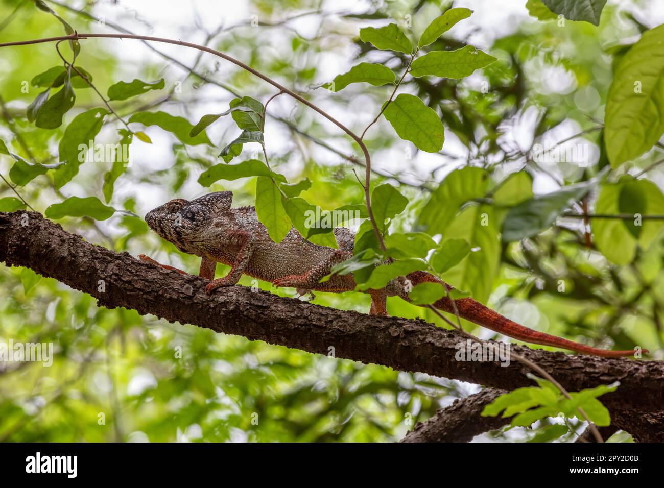 Furcifer nicosiai ist eine große endemische Chamäleonart, eine Eidechse in der Familie Chamaeleonidae, Tsingy de Bemaraha, Madagaskar Wildtier. Stockfoto