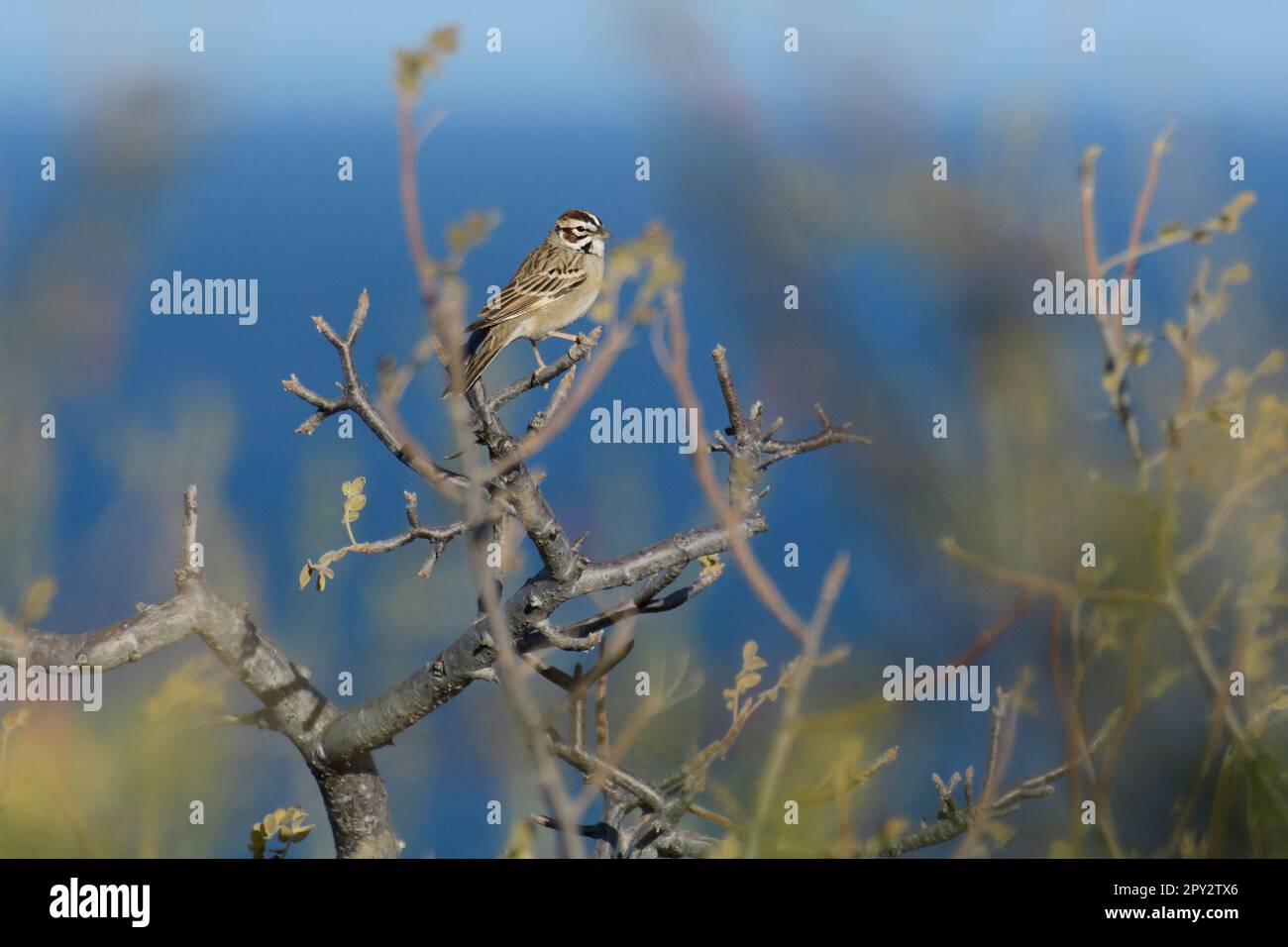 Mexiko, Baja California, El Sargento, Lark Sparrow Stockfoto