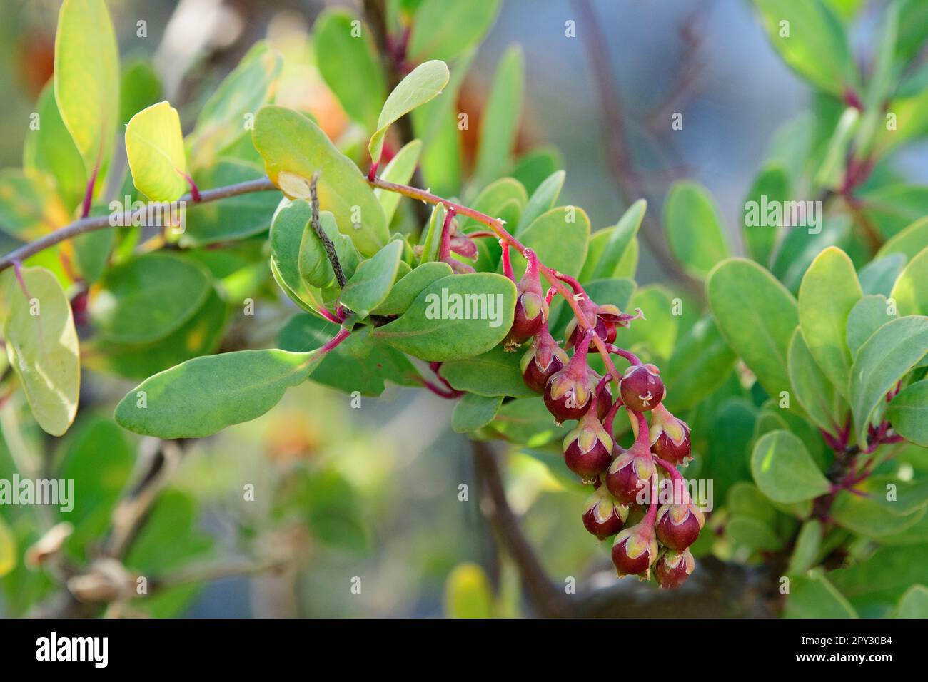 Mexiko; Baja California Sur; El Sargento; Rancho Sur; Baja, Tangleflower, California Stegnosperma, Stegnosperma halimifolium Stockfoto