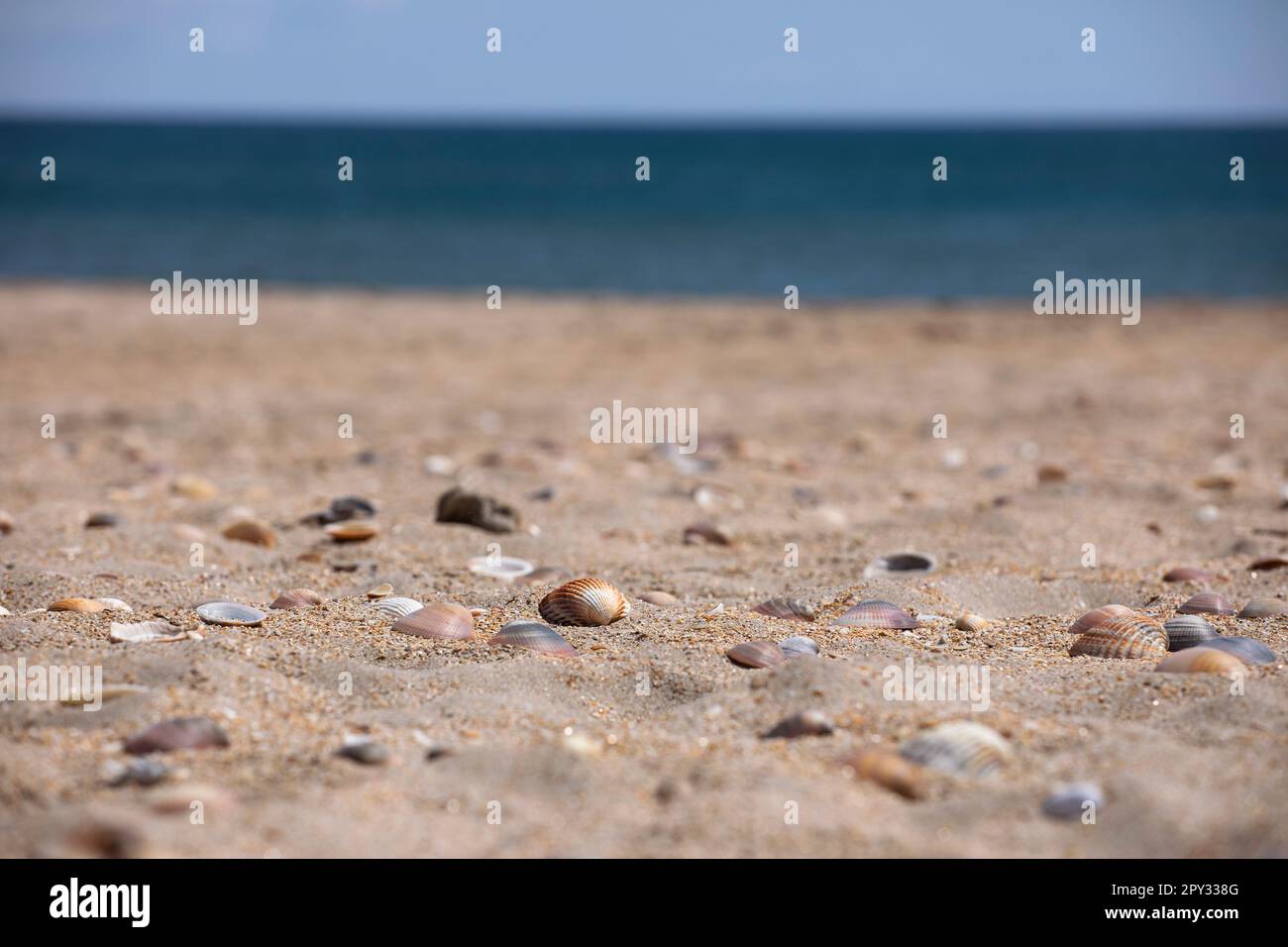 Bunte Muscheln im Sand, Meerwasserstrand. Strandhintergrund mit wunderschönen Muscheln. Sandkörner und pastellfarbene Muscheln. Frohe Feiertage Stockfoto