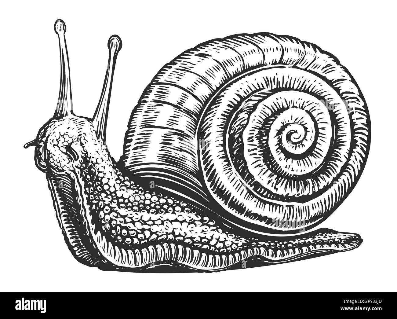 Schnecke mit Schale. Wirbellose Tiere im Vintage-Gravurstil. Handgezeichnete Skizze Stockfoto