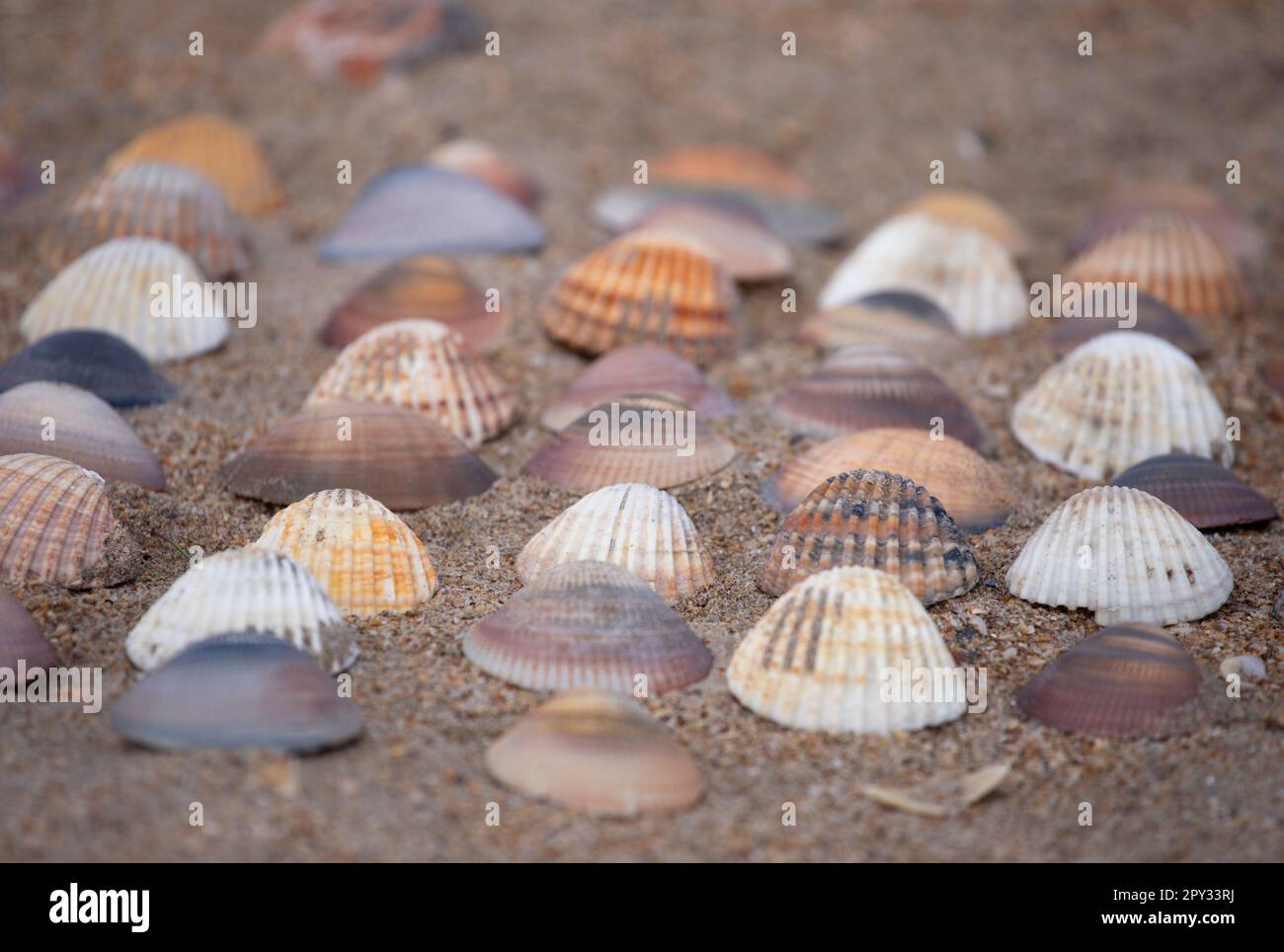 Sammlung von bunten Muscheln im Sand. Strandhintergrund mit wunderschönen Muscheln. Flache pastellfarbene Muscheln. Stockfoto