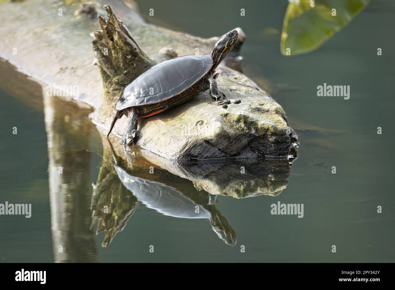 Eine amerikanische bemalte Schildkröte spiegelt sich in ruhigem Wasser, während sie sich auf einem Baumstamm in einem See im Norden Idahos sonnt. Stockfoto