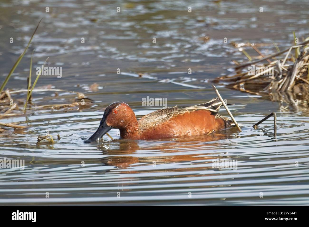 In den Feuchtgebieten von Hauser, Idaho, schwimmt ein Zimtblaugrün auf der Suche nach Essen. Stockfoto