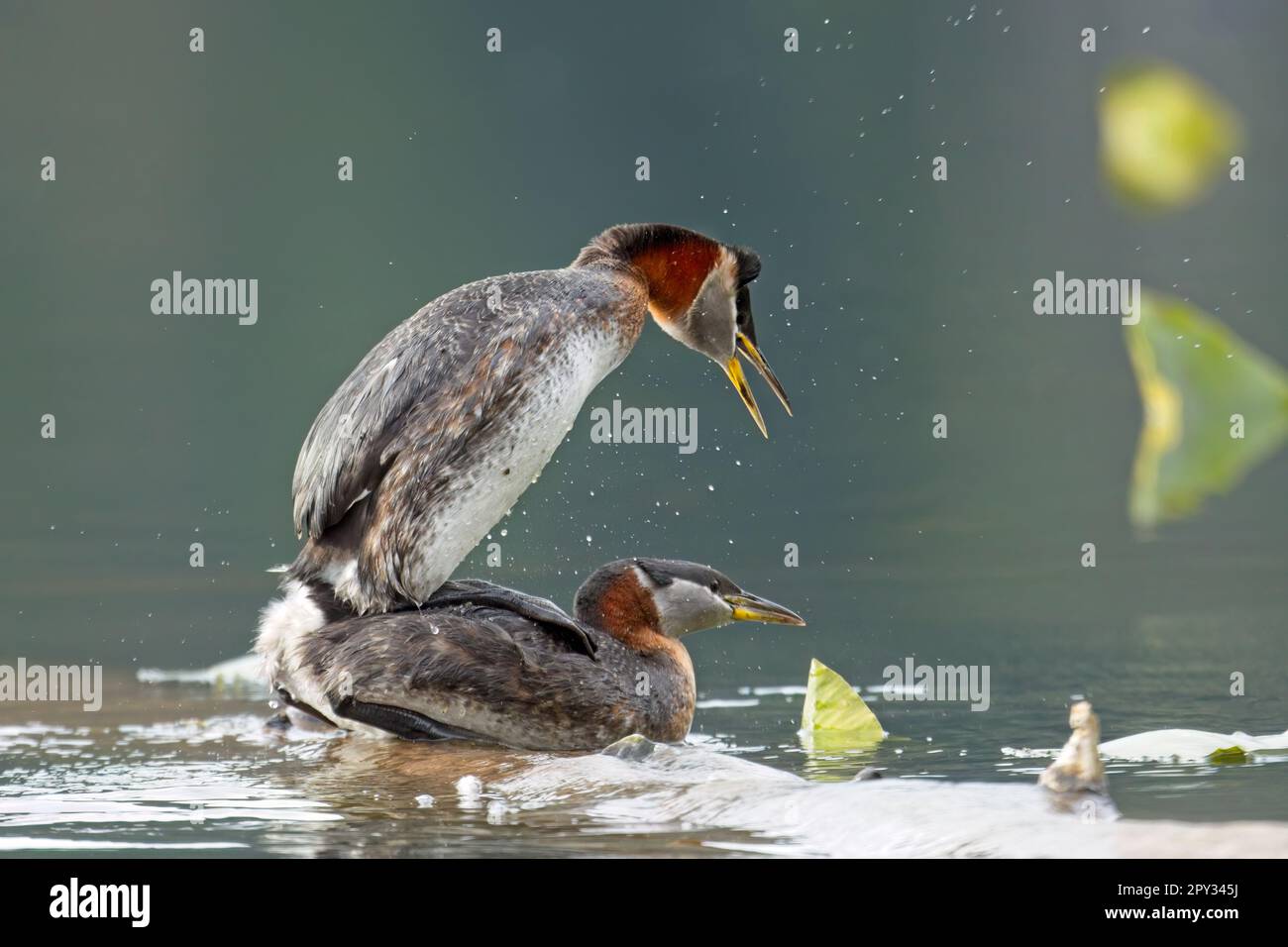 Ein Rothalsgräber, männlich und weiblich, paart sich auf einem Baumstamm in einem See in Nord-Idaho. Stockfoto