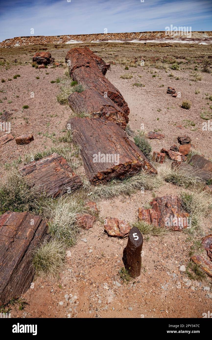 Bilder aus dem Petrified Forest National Park, Arizona.USA Stockfoto