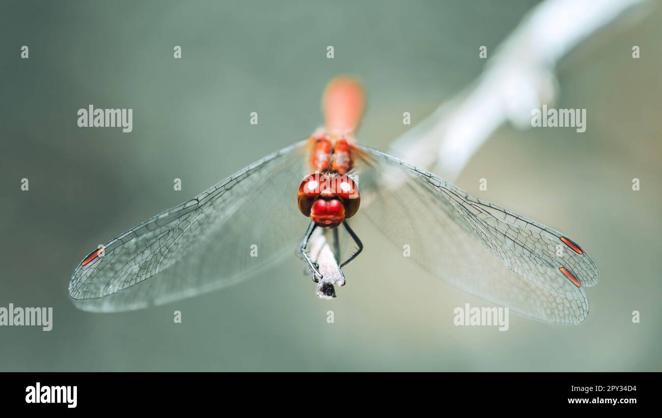 Eine Makro-Nahaufnahme von vorne mit einem roten Adern-Dartpfeil ( Sympetrum Fonscolombii ), einer roten Libelle, die direkt in die Kamera blickt und auf einem Zweig sitzt Stockfoto