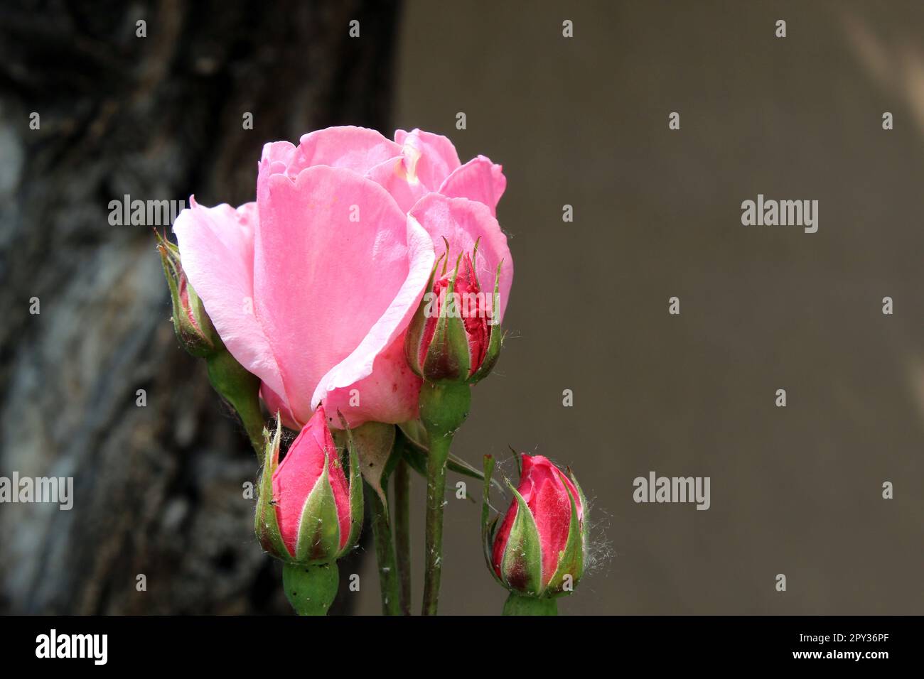 Rosa Königin Elizabeth, rosa Grandiflora Rosenkultivar Stockfoto
