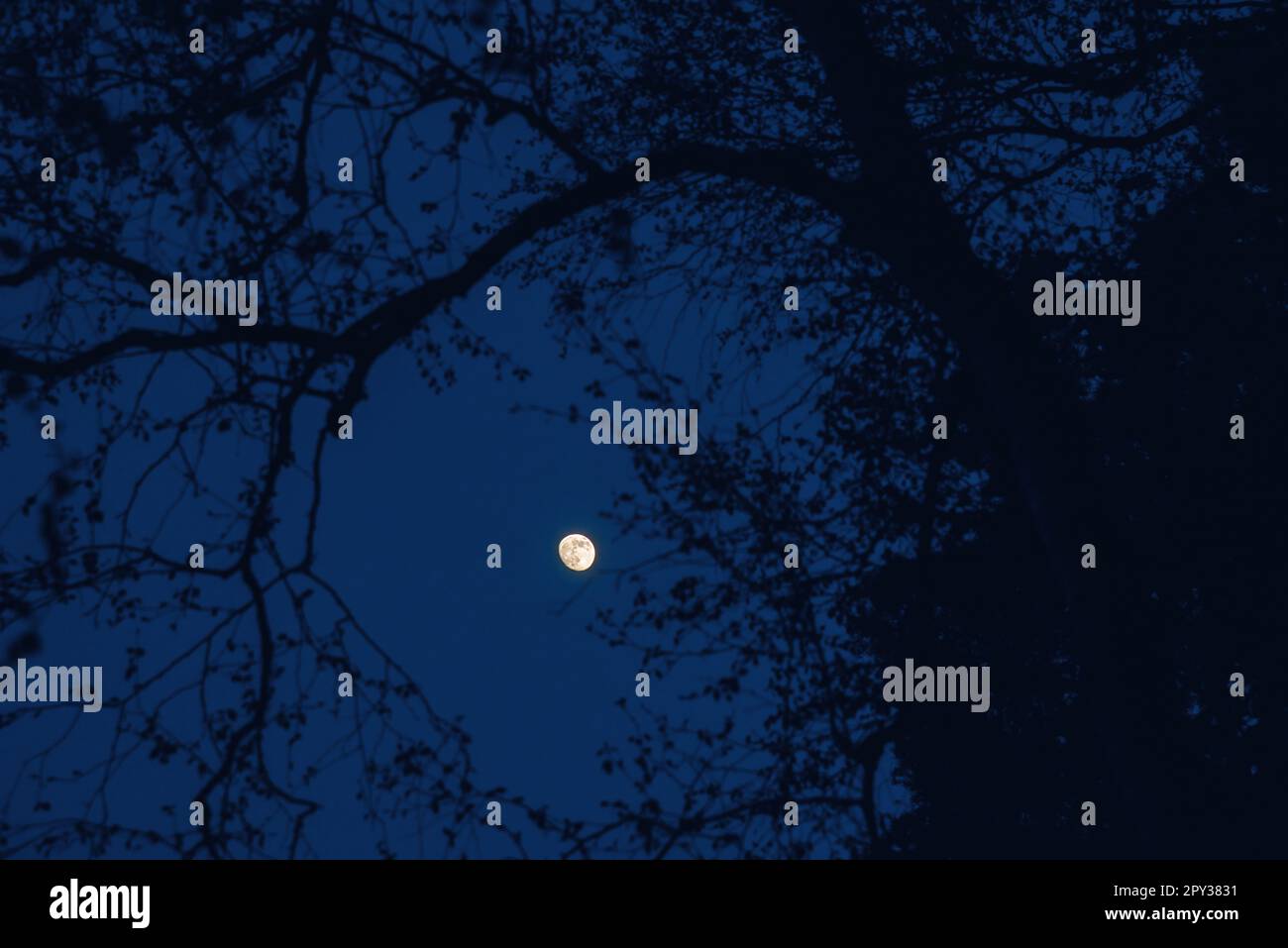 Fast Vollmond am Nachthimmel zwischen den Ästen Stockfoto