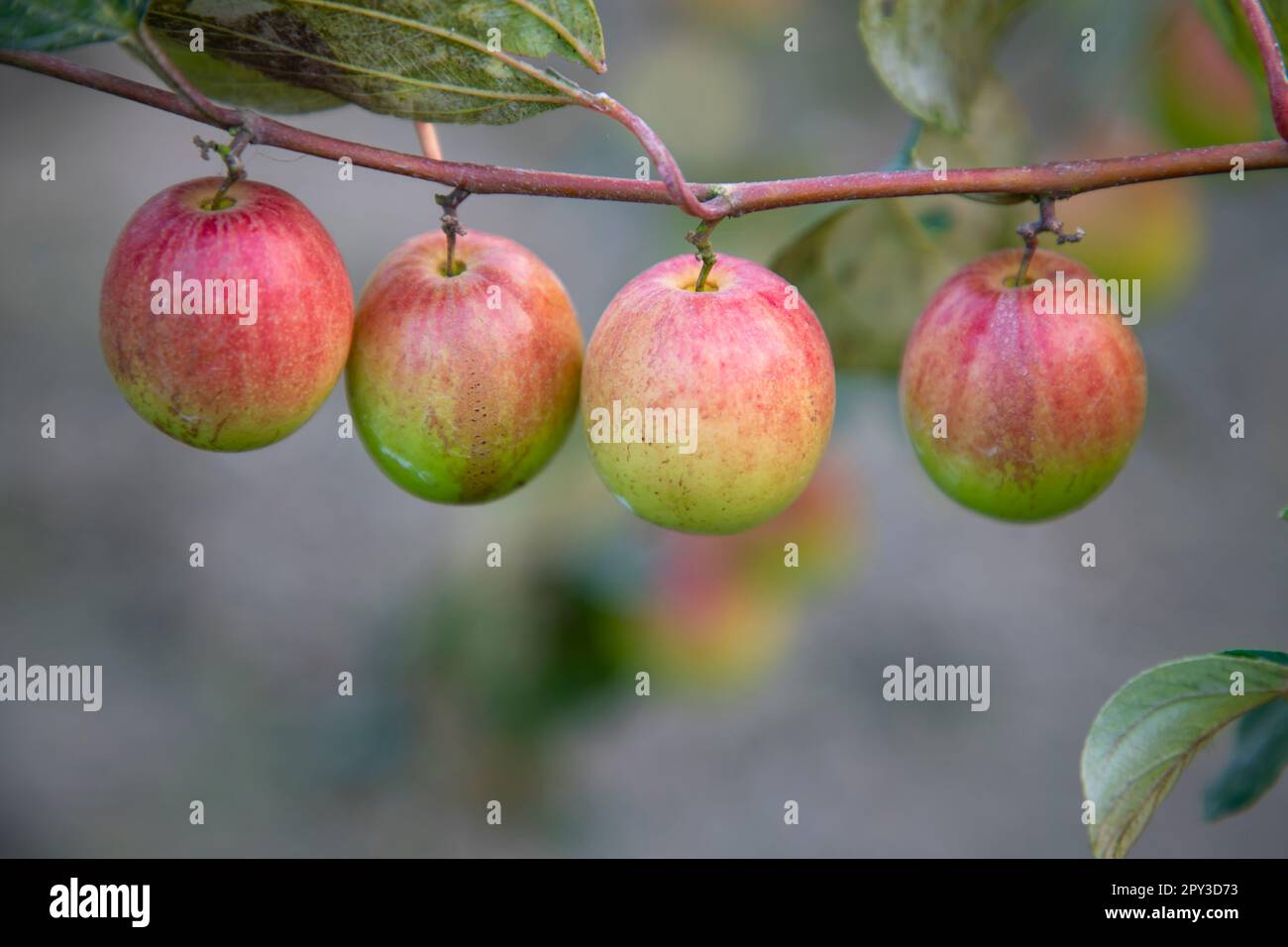 Rote Jujube-Früchte oder Apfel kul Boroi auf einem Baum in faridpur, Bangladesch Stockfoto