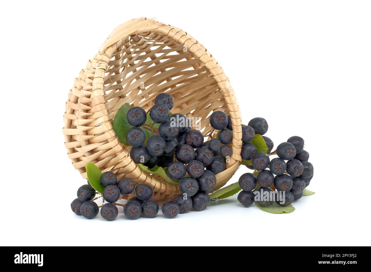 Aronia melanocarpa, genannt die schwarze Apfelbeere isoliert auf weißem Hintergrund Stockfoto