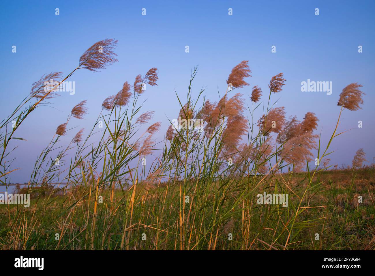 Kans-Gras oder Saccharum-Spontaneum-Blumen erstrahlen vor dem bunten blauen Himmel am Abend Stockfoto