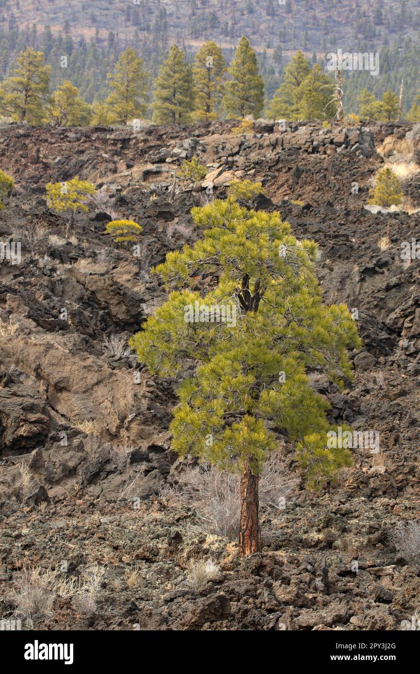 Ponderosa Pine, Sunset Crater Volcano National Monument, Arizona Stockfoto