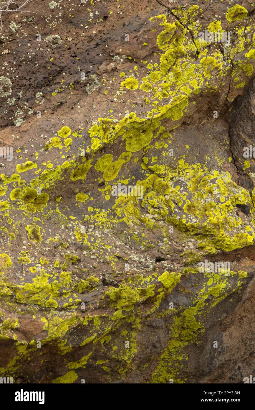 Lichen on Lava, Sunset Crater Volcano National Monument, Arizona Stockfoto