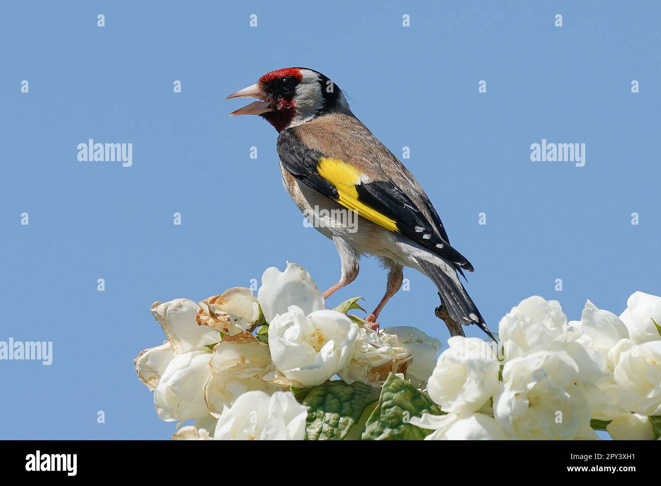 Hübscher Gartenbesucher Stockfoto