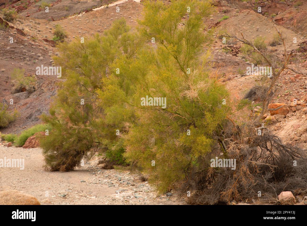 Palo Verde Tree entlang Crack Trail, Sara Park, Lake Havasu City, Arizona Stockfoto