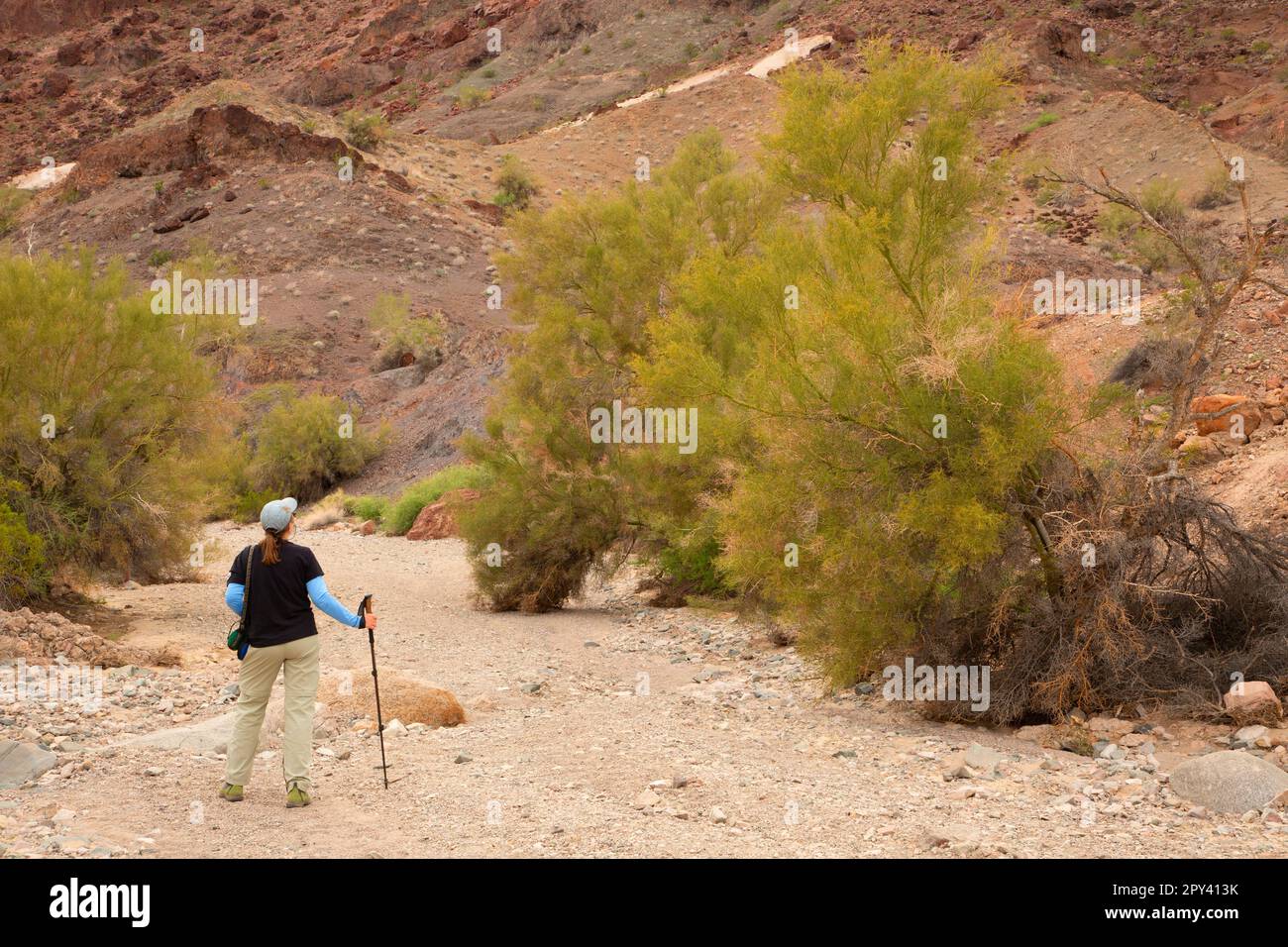 Palo Verde Tree entlang Crack Trail, Sara Park, Lake Havasu City, Arizona Stockfoto