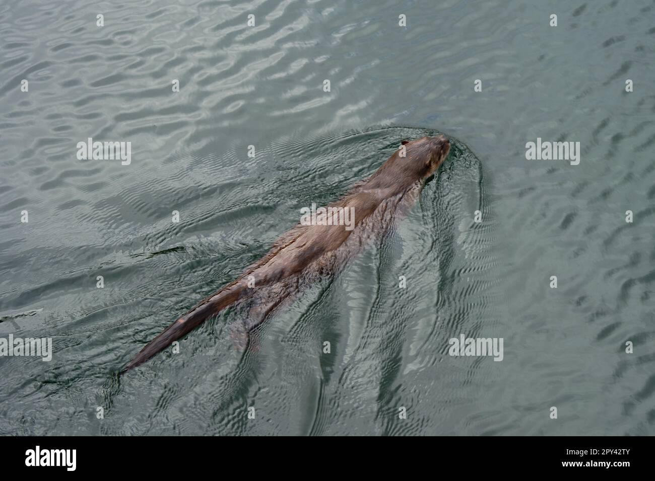Flussotter, der in einem Hafen schwimmt Stockfoto