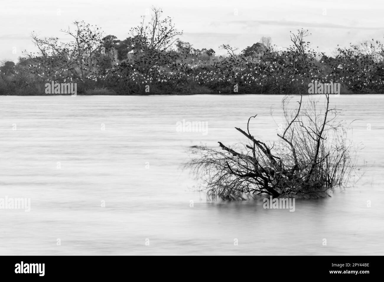Zweige eines Baumes, der in Flusswasser getaucht ist, mit einer Insel voller Vögel im Hintergrund, schwarz und weiß Stockfoto