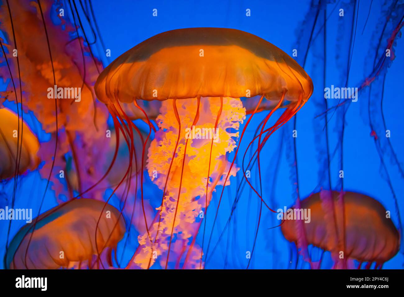 Ein Hauch von Quallen, die in Frieden schwebten Stockfoto
