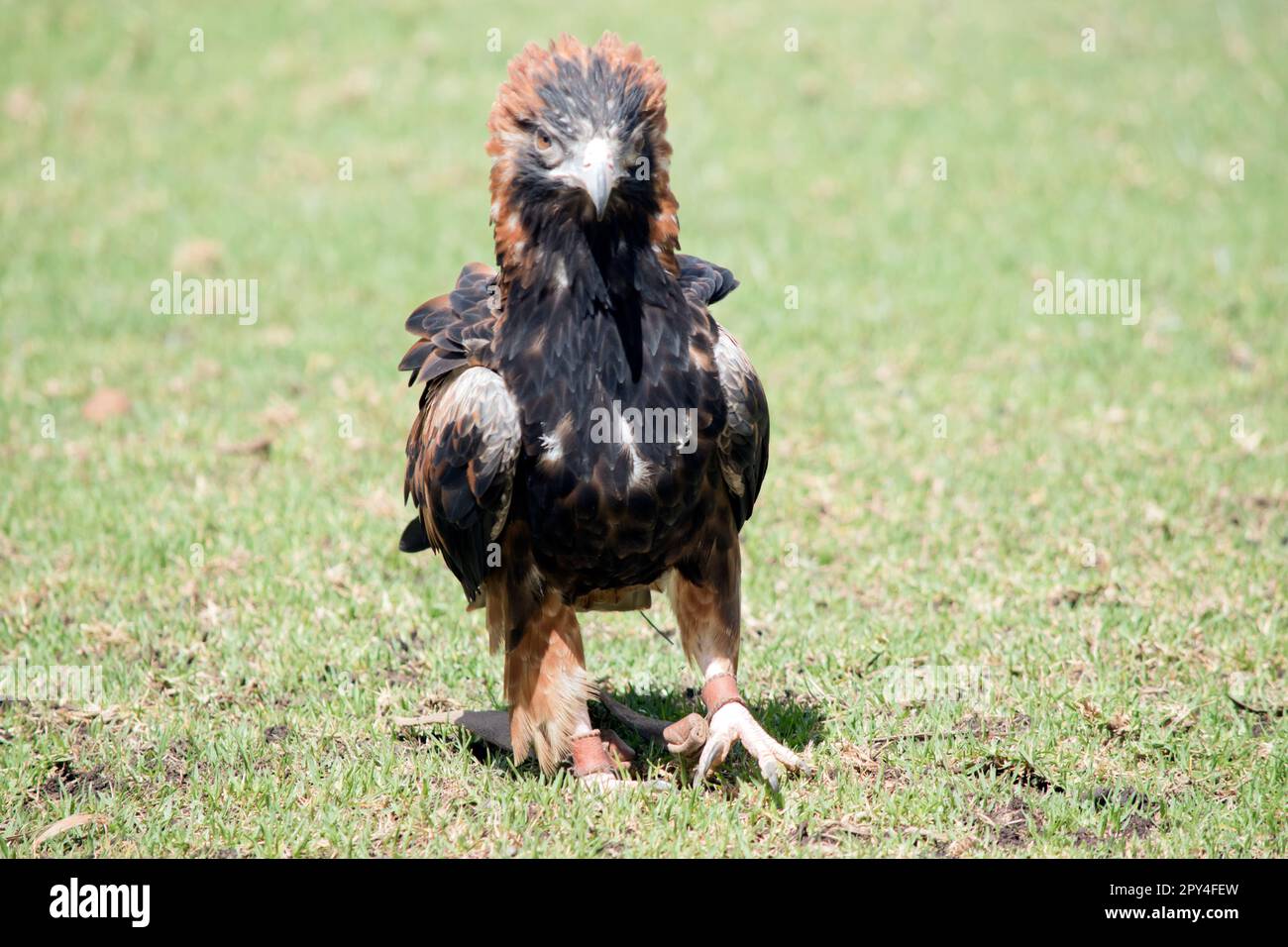 Der schwarze Bussard ist ziemlich groß mit breiten, abgerundeten Flügeln und einem kurzen Hals und Schwanz. Die Bussarde sind von dunkelbraun bis dunkelbraun unterschiedlich gefärbt Stockfoto