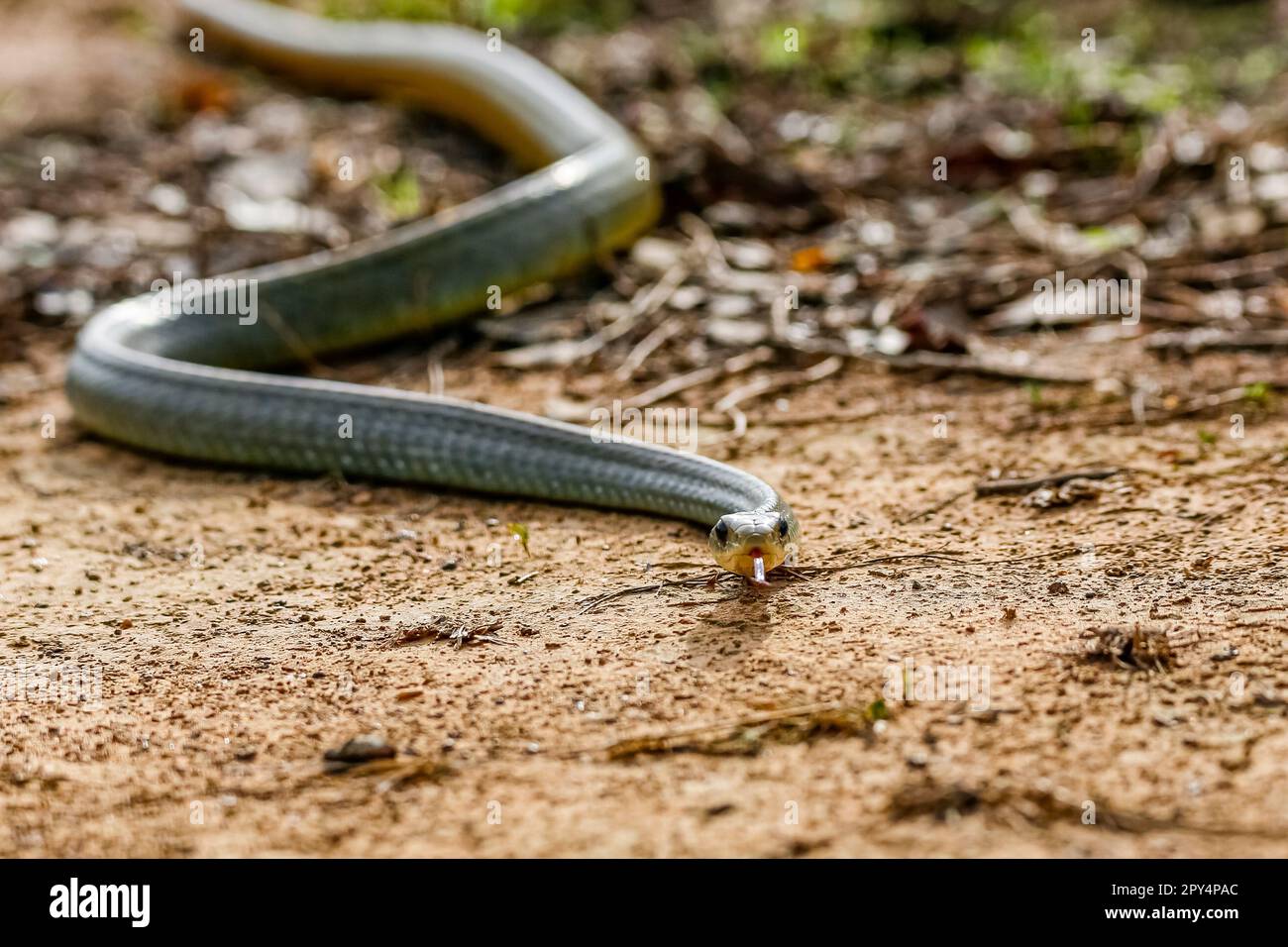 Nahaufnahme einer Gelbschwanz-Schlange (Drymarchon corais), die sich auf dem Boden windet, vor der Kamera, Pantanal Wetlands, Mato Grosso, Brasilien Stockfoto