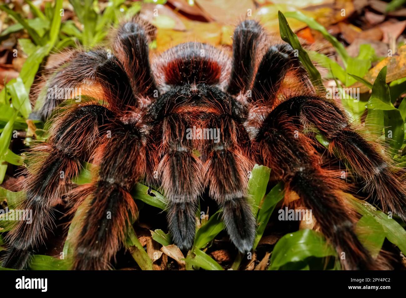 Nahaufnahme einer brasilianischen lachsfarbenen Tarantel in grünem Gras, Pantanal Wetlands, Mato Grosso, Brasilien Stockfoto