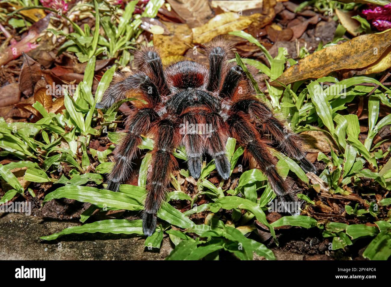 Nahaufnahme einer brasilianischen lachsfarbenen Tarantel in grünem Gras, Pantanal Wetlands, Mato Grosso, Brasilien Stockfoto