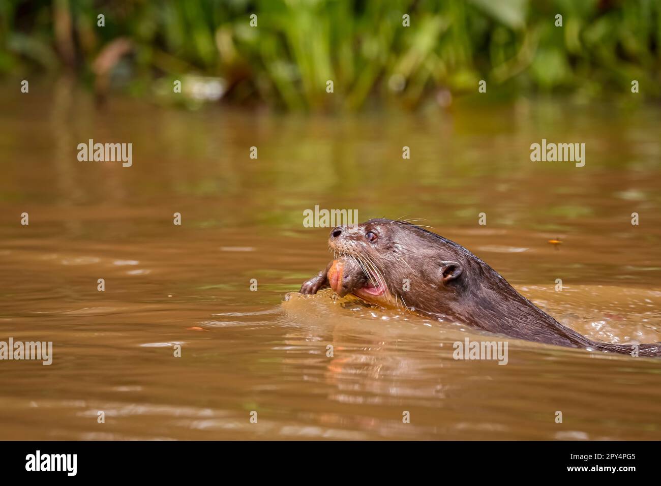 Nahaufnahme eines Riesenotters, der in einem Fluss mit seinem Baby im Mund schwimmt, Seitenansicht, Pantanal Wetlands, Mato Grosso, Brasilien Stockfoto