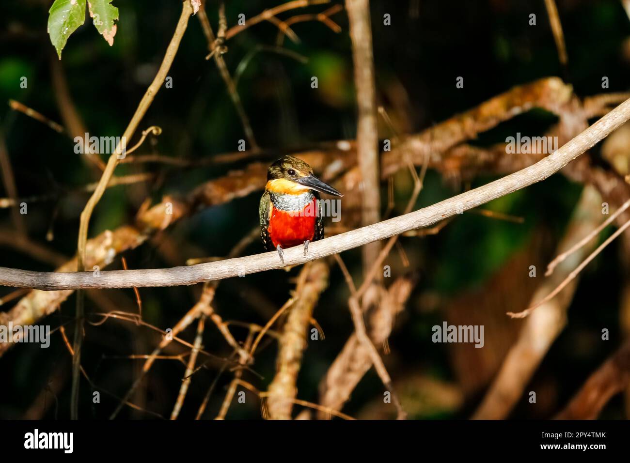 Nahaufnahme eines grünen und rufous Kingfisher, hoch oben auf einem Ast, auf der Suche nach Beute, Pantanal Wetlands, Mato Grosso, Brasilien Stockfoto