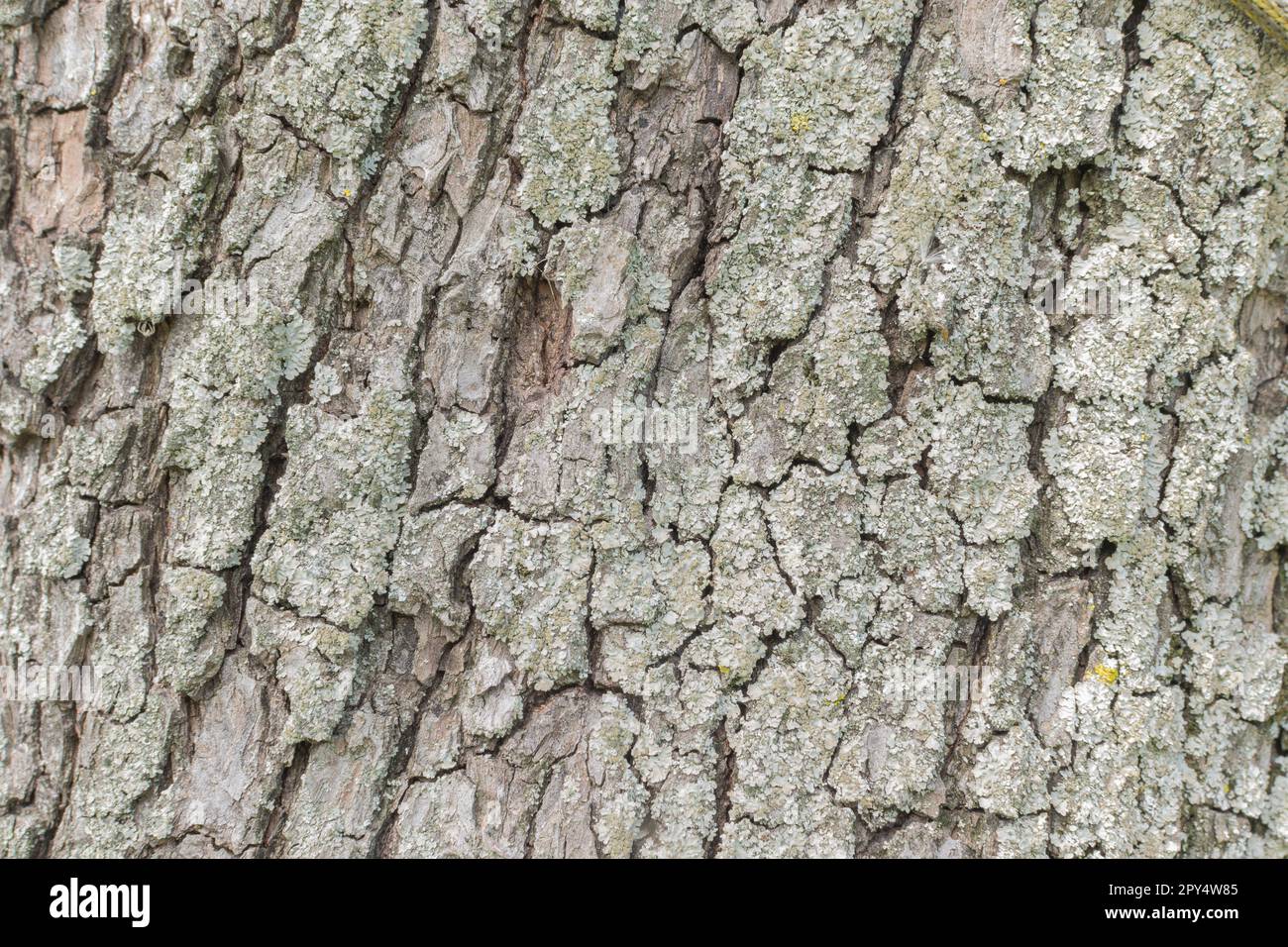 Hintergrund aus Holz in natürlichem Tagesrahmen Stockfoto