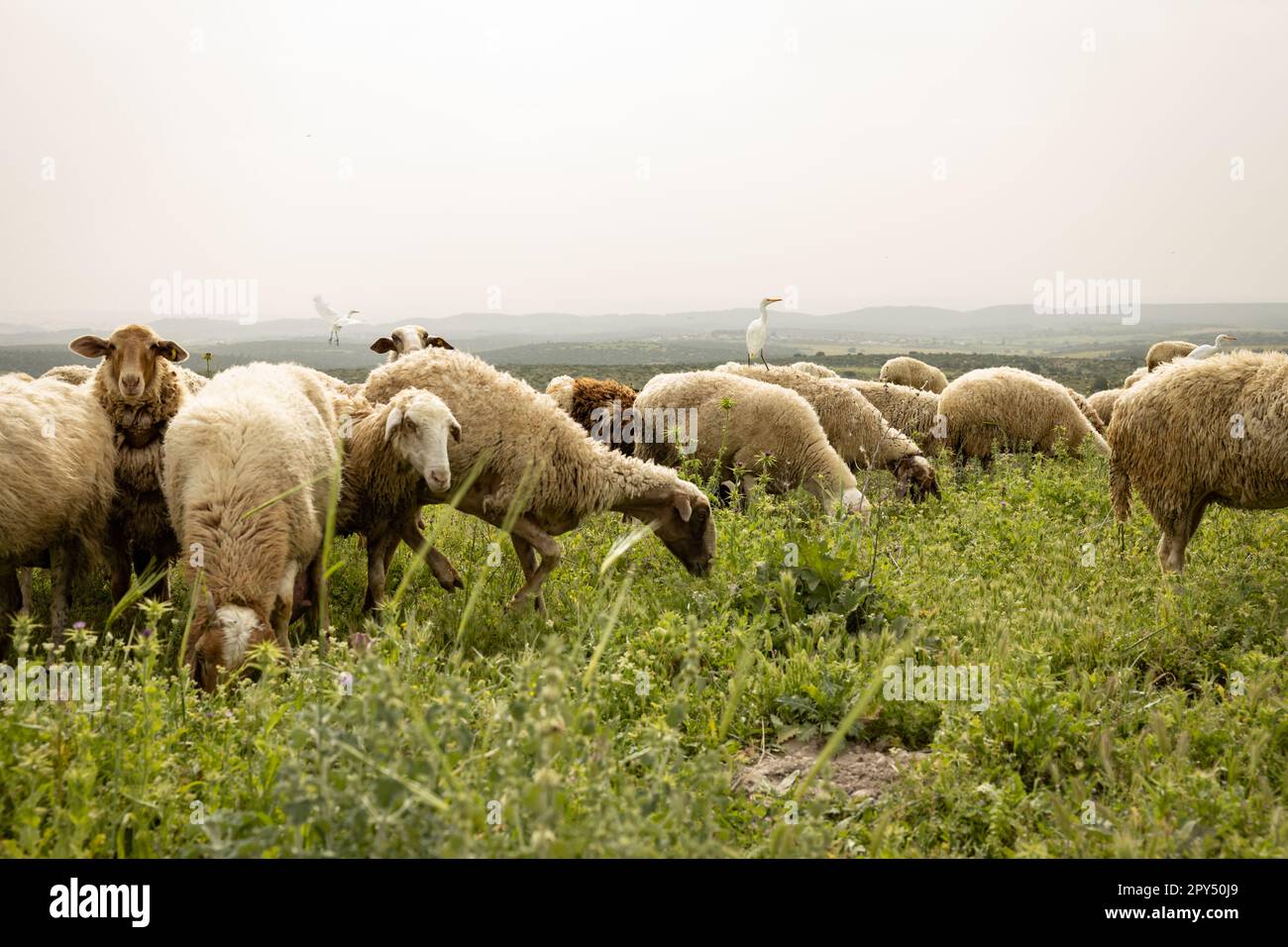 Reiher folgen weidenden Schafen auf einer Weide Stockfoto