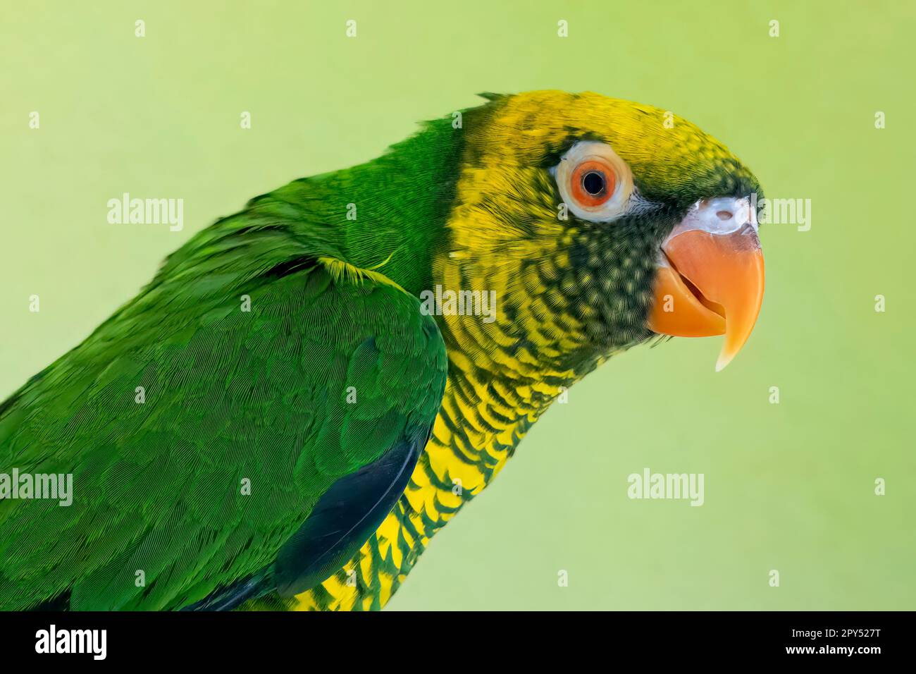 Sula lorikeet oder Gelb-und-Grün-Lorikeet Stockfoto