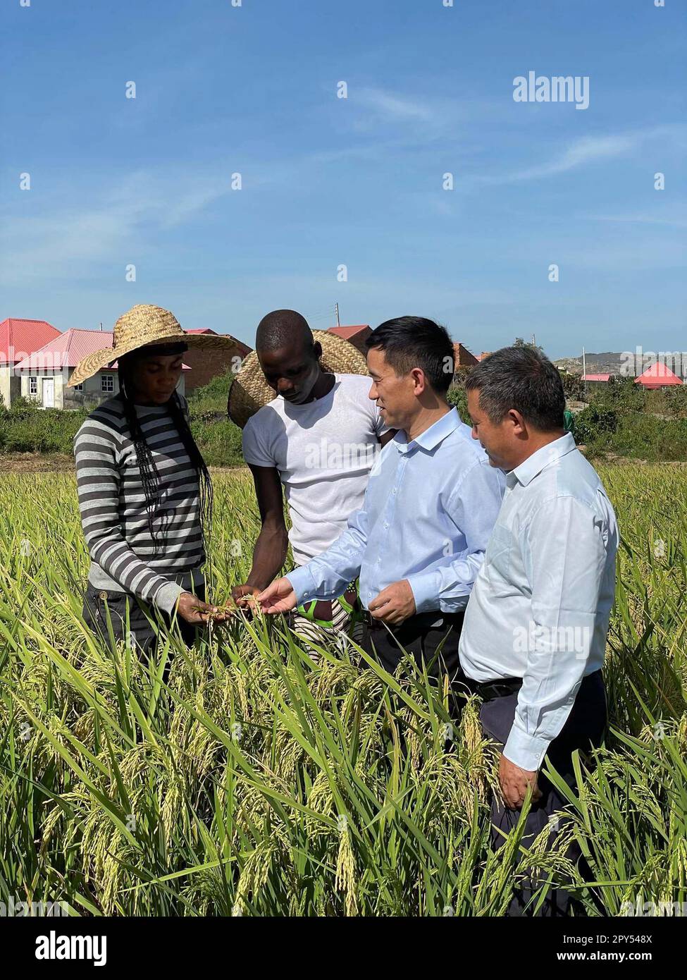 (230503) -- ABUJA, 3. Mai 2023 (Xinhua) -- Xu Jianlong (2. R), Professor am Institute of Crop Sciences, Chinese Academy of Agricultural Sciences, erläutert, wie man Saatgut von grünem Super-Reis auf einem Betrieb in Abuja, Hauptstadt Nigerias, auswählt, 13. November 2022. PASSEND zu „China Focus: Chinese Rice Breeding Technology Boosts Agricultural Development in Asia, Africa“ (CAAS Institute of Crop Sciences/Handout über Xinhua) Stockfoto