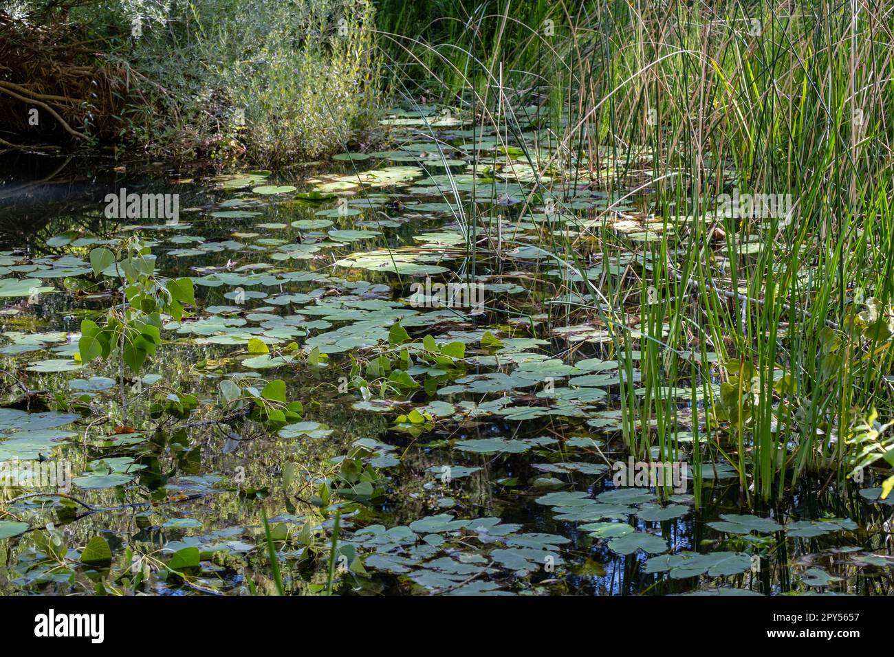 Parque Natural del Cañón del Río Lobos, Soria, Comunidad Autónoma de Castilla, Spanien, Europa Stockfoto