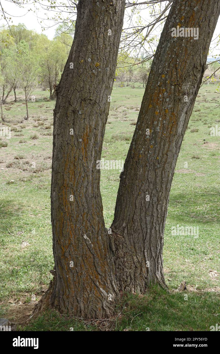 Dicke Pappelbäume im kontinentalen Klima Stockfoto