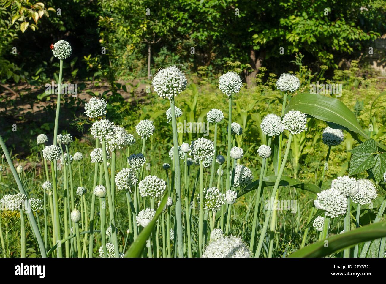 Zwiebelpflanze, die anfängt zu säen, Zwiebelpflanze für Samen, Zwiebelpflanze für Samen im Garten gepflanzt Stockfoto