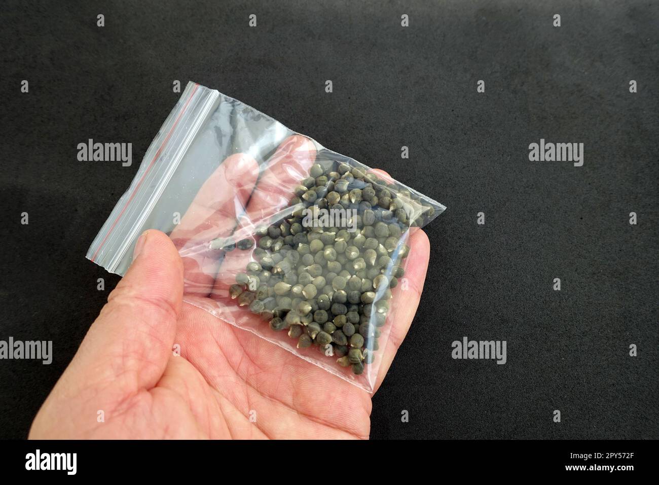 Nahaufnahme von Okra-Samen in einem Paket, Paket voll mit Okra-Samen auf schwarzem Hintergrund Stockfoto