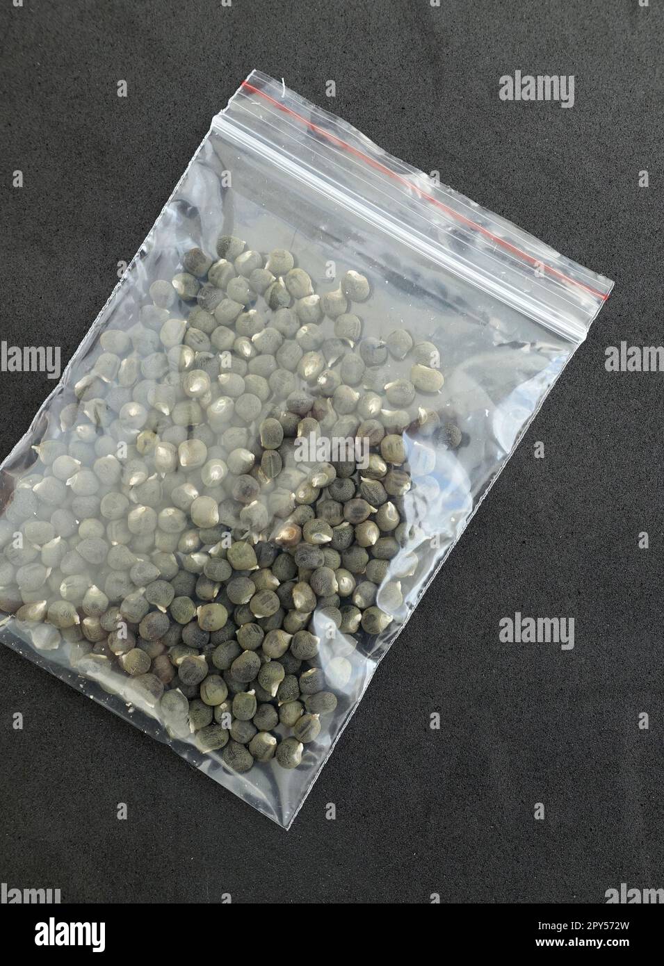 Nahaufnahme von Okra-Samen in einem Paket, Paket voll mit Okra-Samen auf schwarzem Hintergrund Stockfoto