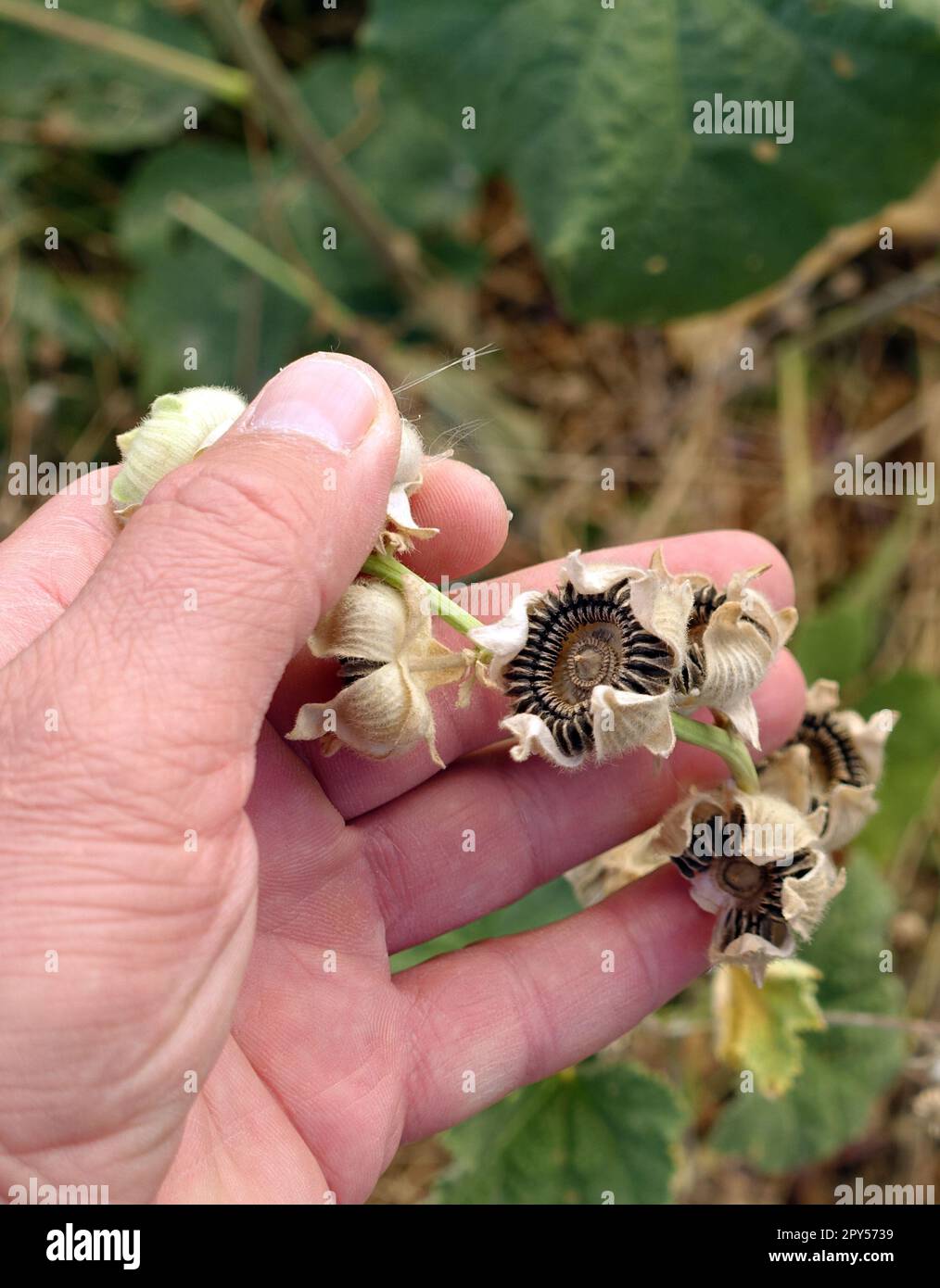 Natürliche Blumensaaten, Marshmallow-Blumensaat, Hollyhock-Blumensaat aus der Nähe Stockfoto