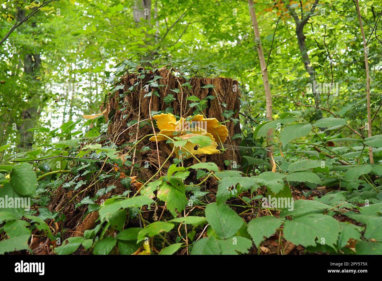 Pfifferelle normal oder echte Pfifferelle oder Hahn Cantharellus cibarius - eine Art von Pilzen der Familie der Pfifferellen. Essbare Orangenpilze. Berg Gucevo, Serbien, Koviljaca. Stockfoto