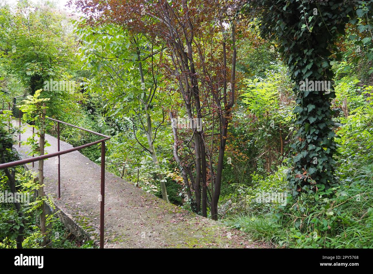 Banja Koviljacha, Serbien, Loznica, Mount Guchevo. Eine alte schmale Betonbrücke über einen Bergfluss mit einem Metallzaun. Sträucher, Efeu, Reben, Bäume um die Brücke. Gehen Sie in der Natur. Stockfoto