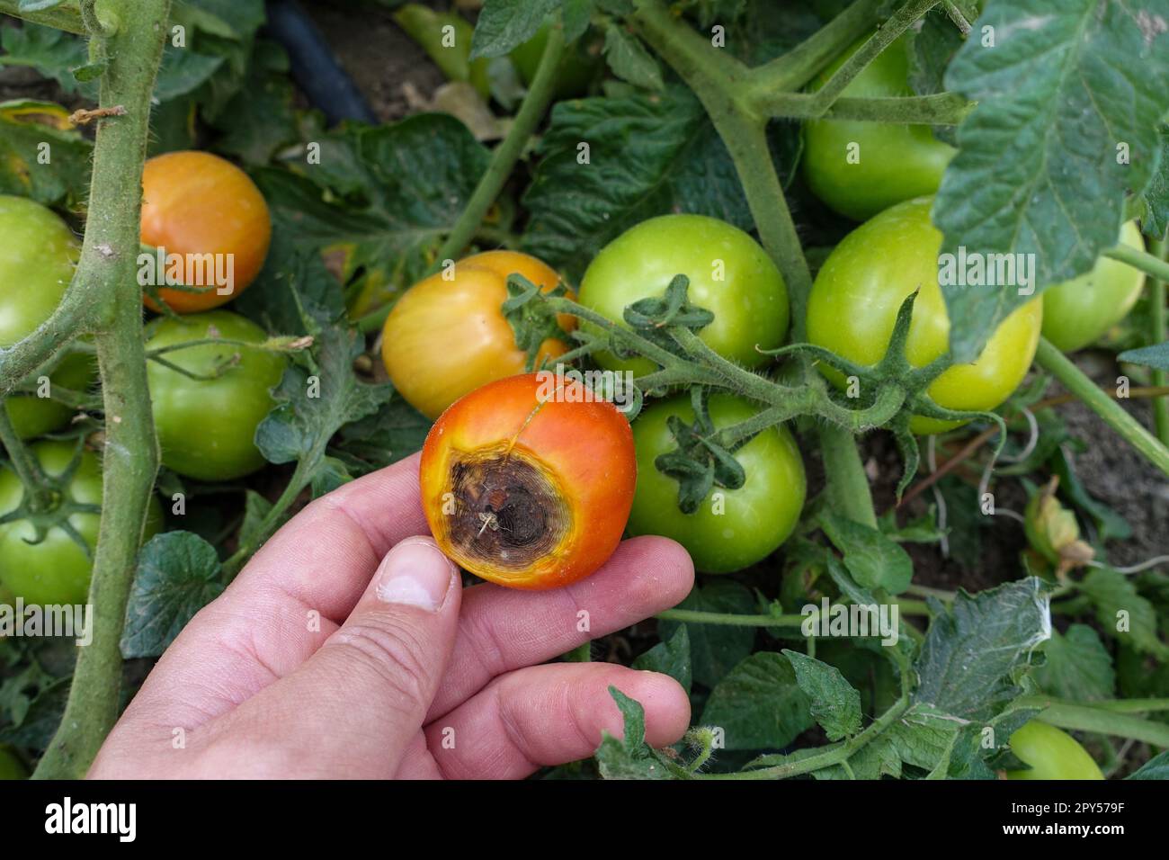 Nahaufnahme Tomatenanbau, Tomatenkrankheiten, Tomatenpilzkrankheit, erkrankte Tomaten Stockfoto