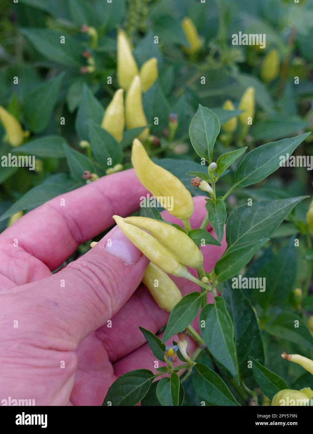 Garten aus nächster Nähe frischer Cayennepfeffer, Cayennepfeffer, Cayennepfeffer zum Beizen, organischer gelber Paprika Stockfoto