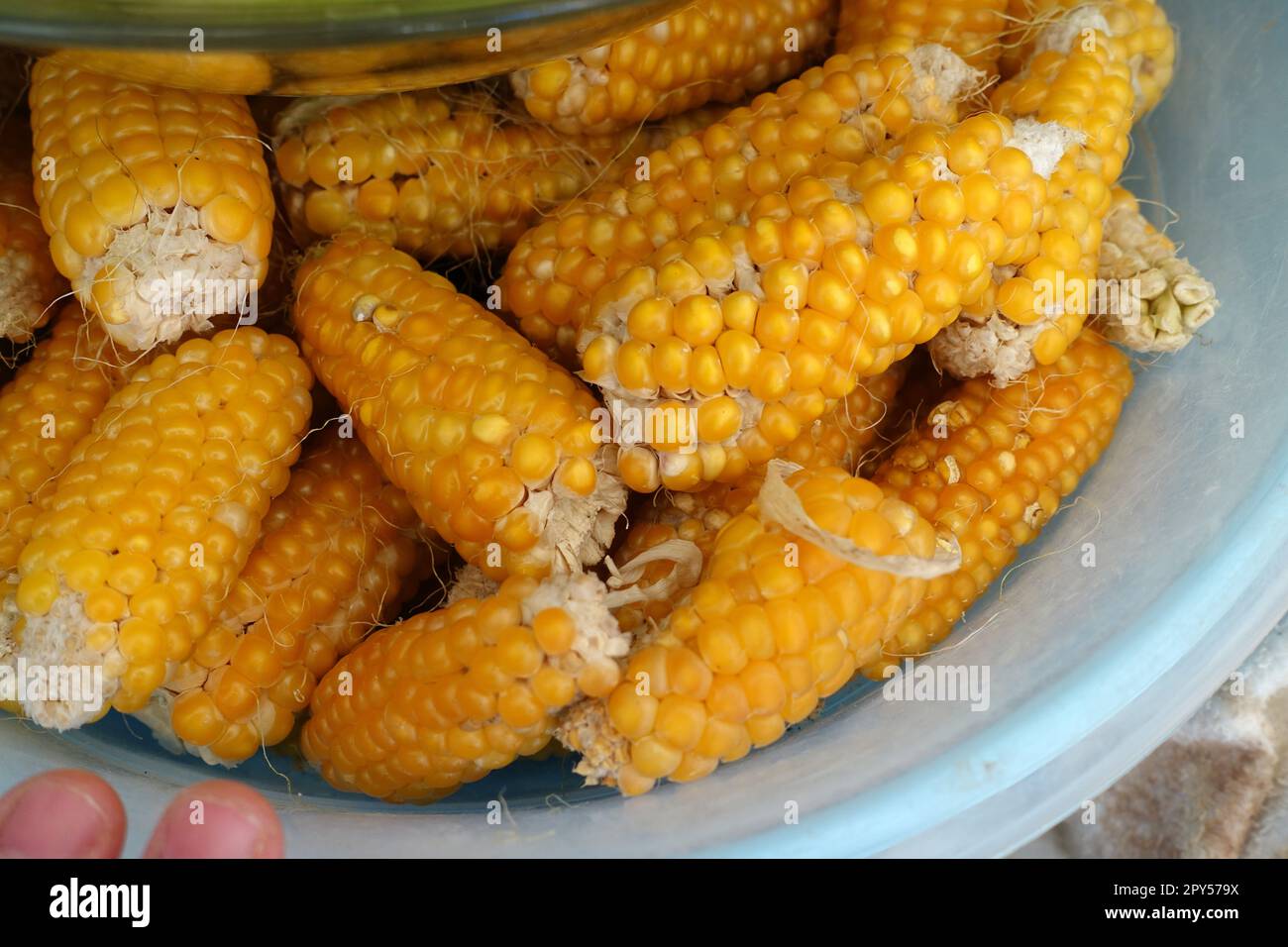 Trockene Maiskerne, natürlicher organischer, nicht-GVO-Mais, Nahmais Stockfoto